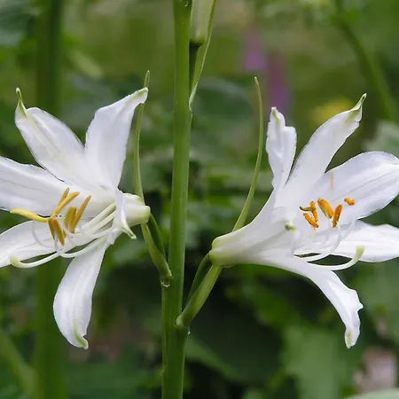 Zum Loewen Penzion Sankt Jakob im Lesachtal