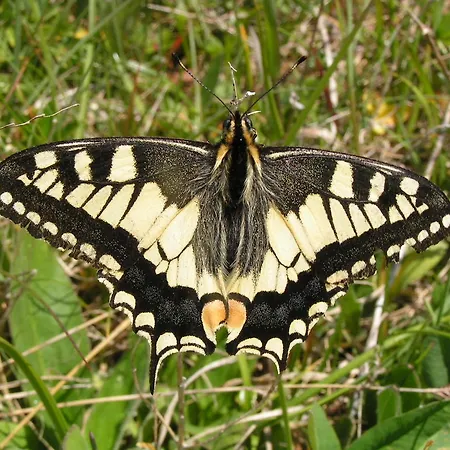Zum Loewen Penzion Sankt Jakob im Lesachtal